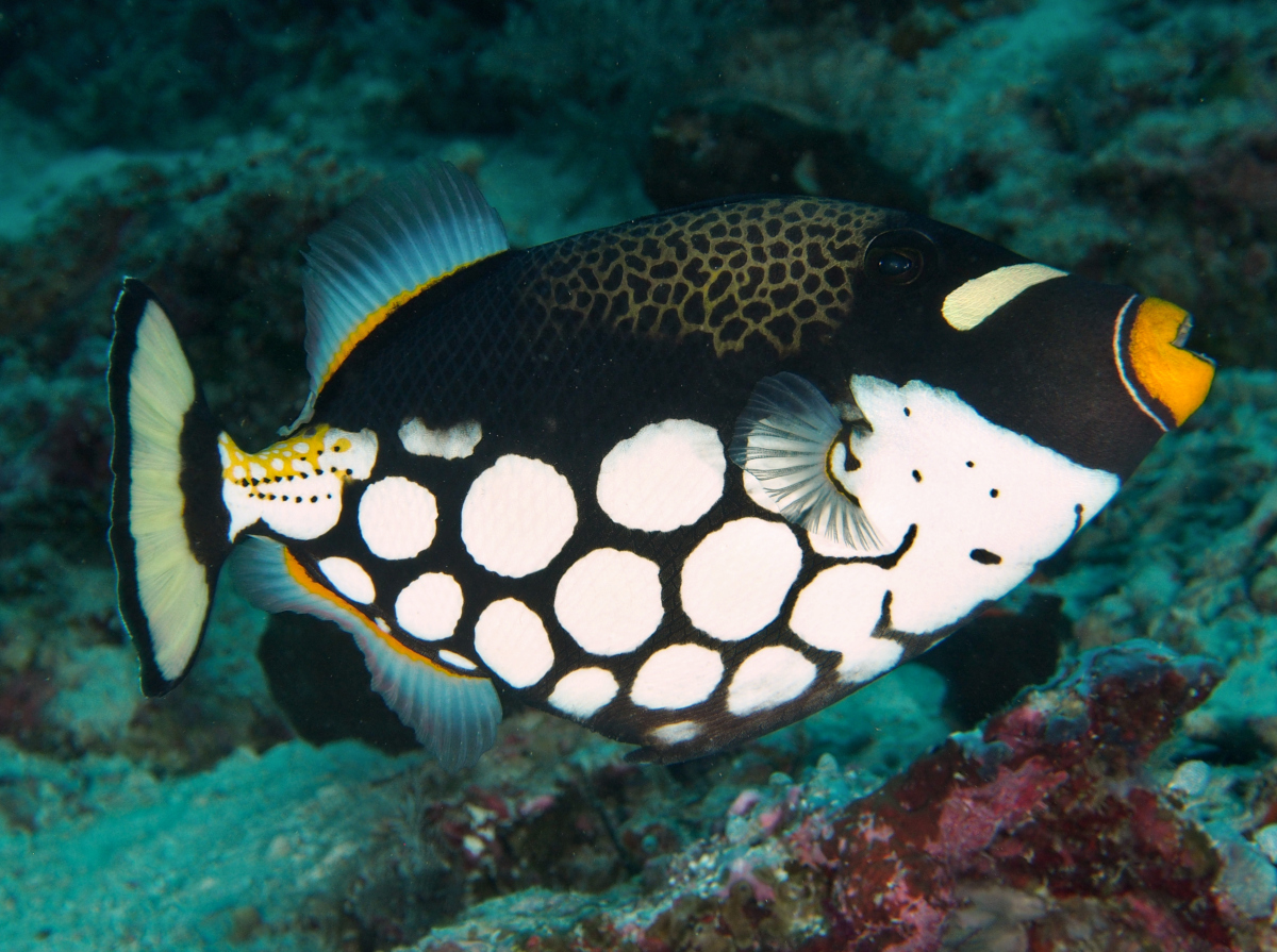 Clown Triggerfish - Balistoides conspicillum