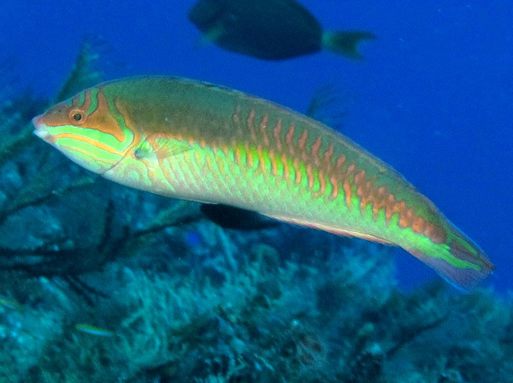 Clown wrasse - Halichoeres maculipinna - Cozumel, Mexico