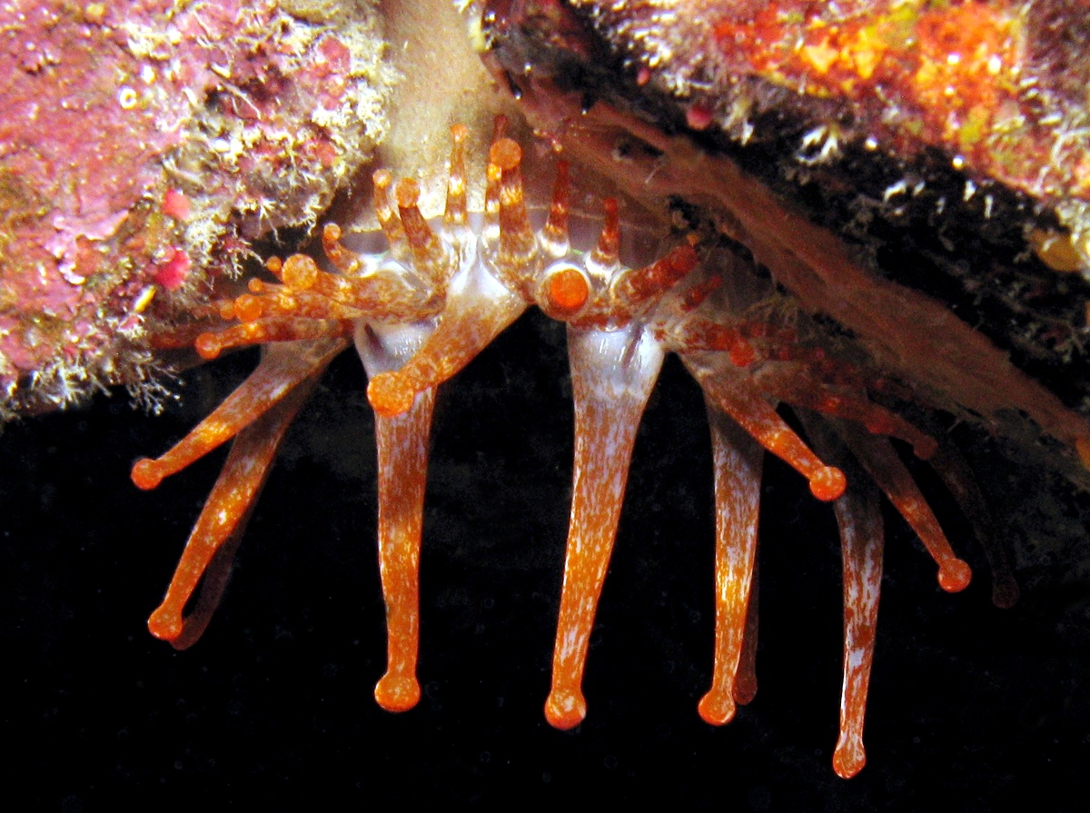 Club-Tipped Anemone - Telmatactis americana