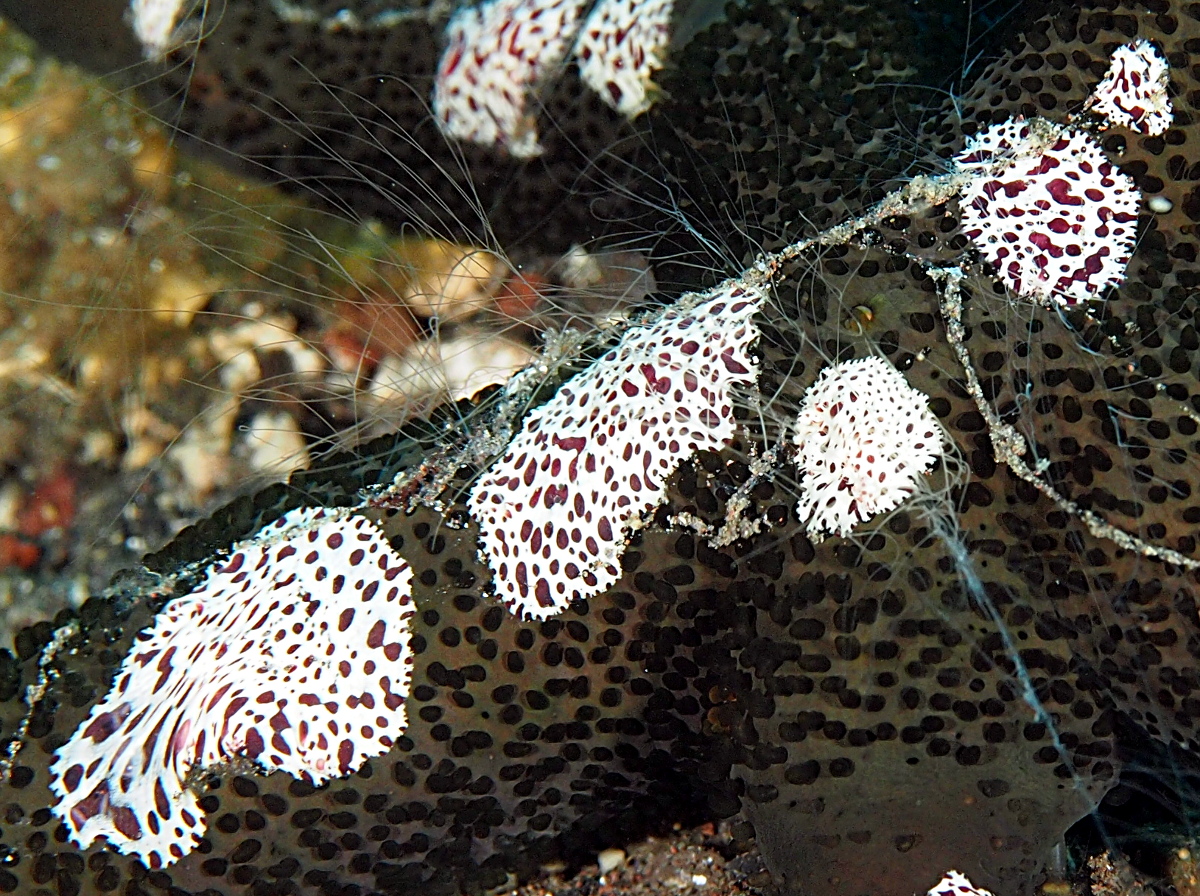 Coeloplana astericola - Coeloplana astericola