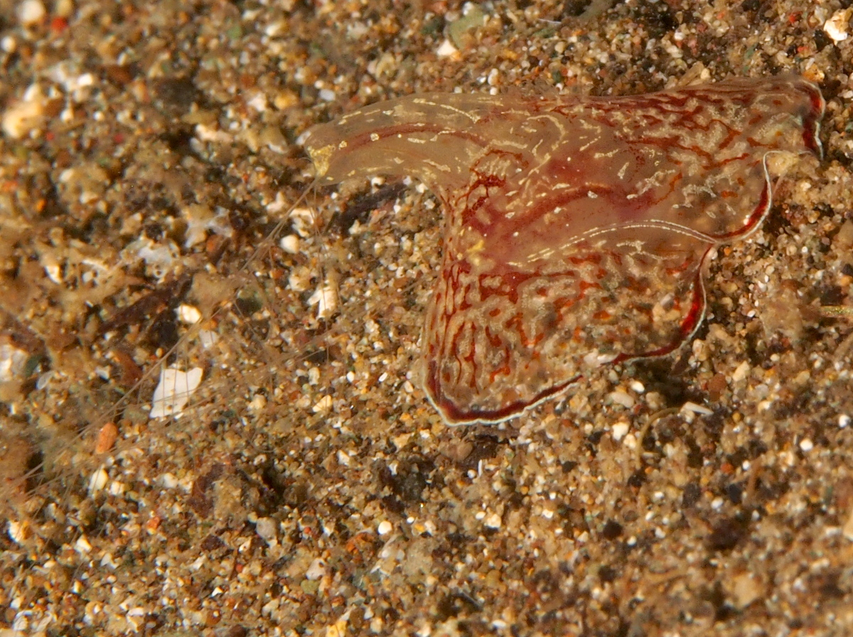 Coeloplana meteoris - Coeloplana meteoris