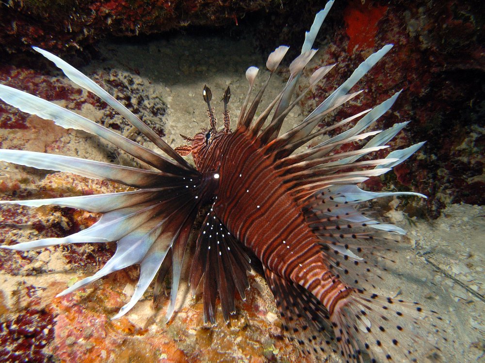 Red Lionfish - Pterois volitans