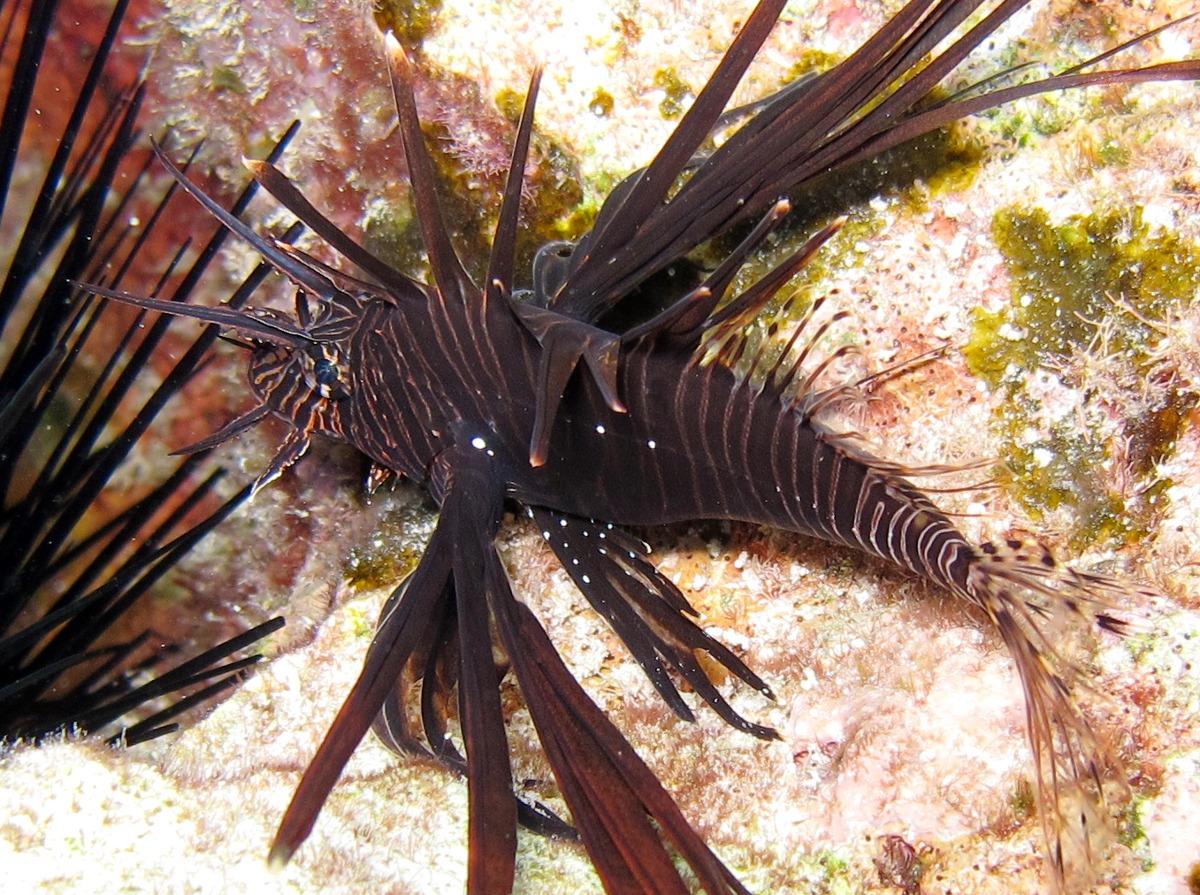 Red Lionfish - Pterois volitans