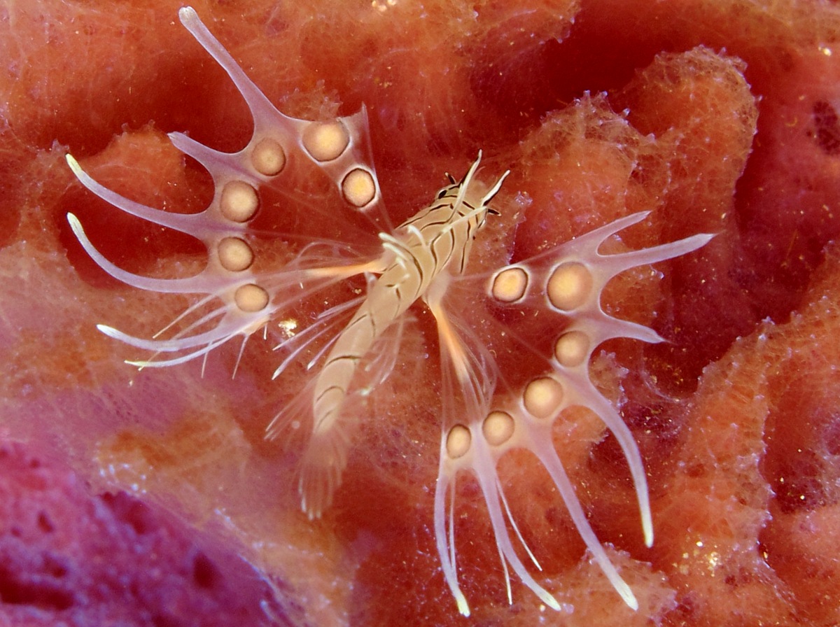 Red Lionfish - Pterois volitans