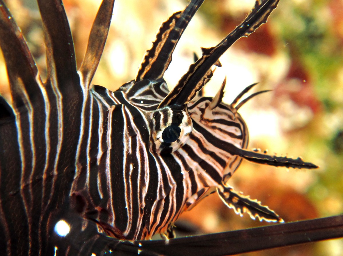 Red Lionfish - Pterois volitans