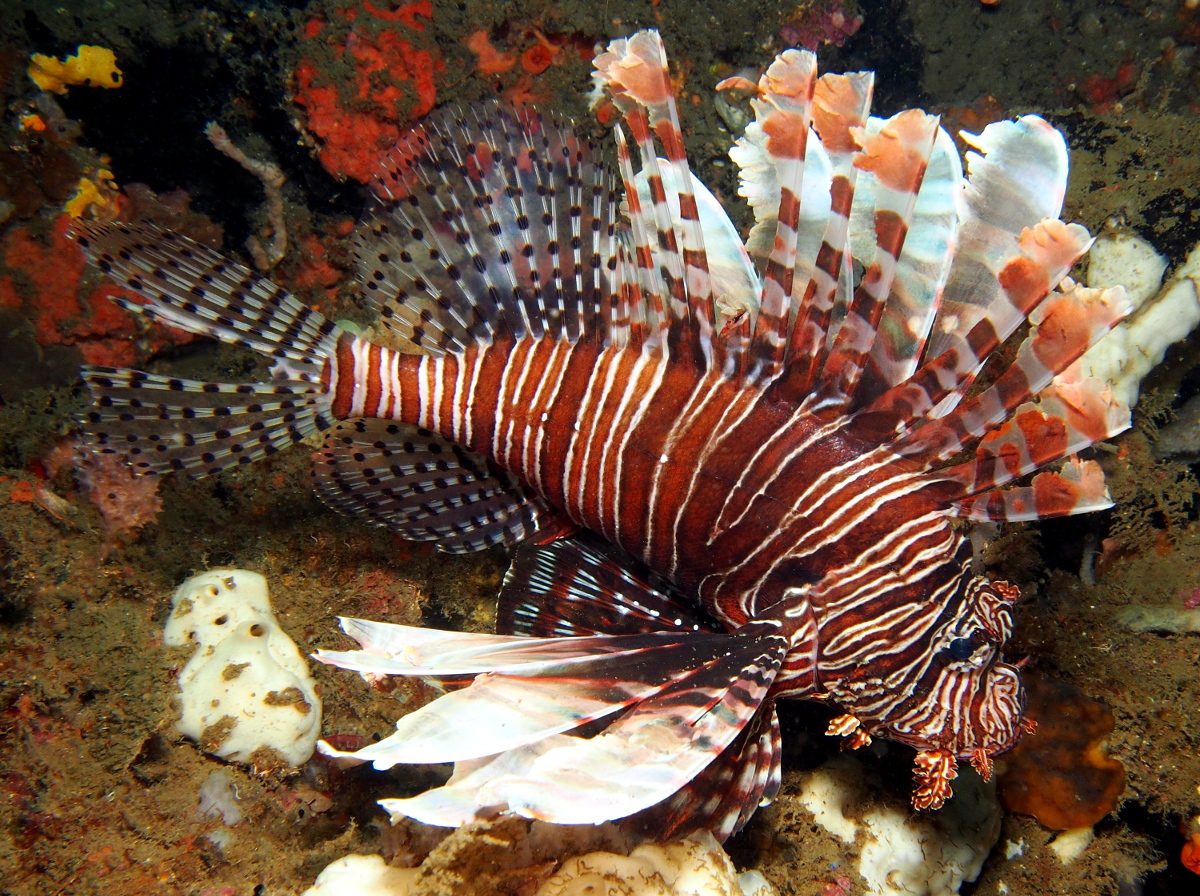 Red Lionfish - Pterois volitans