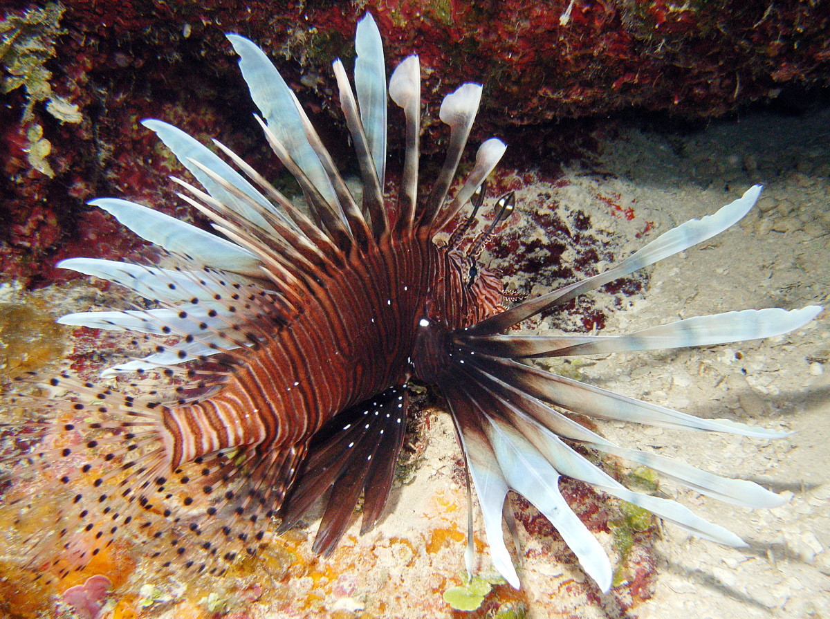 Red Lionfish - Pterois volitans