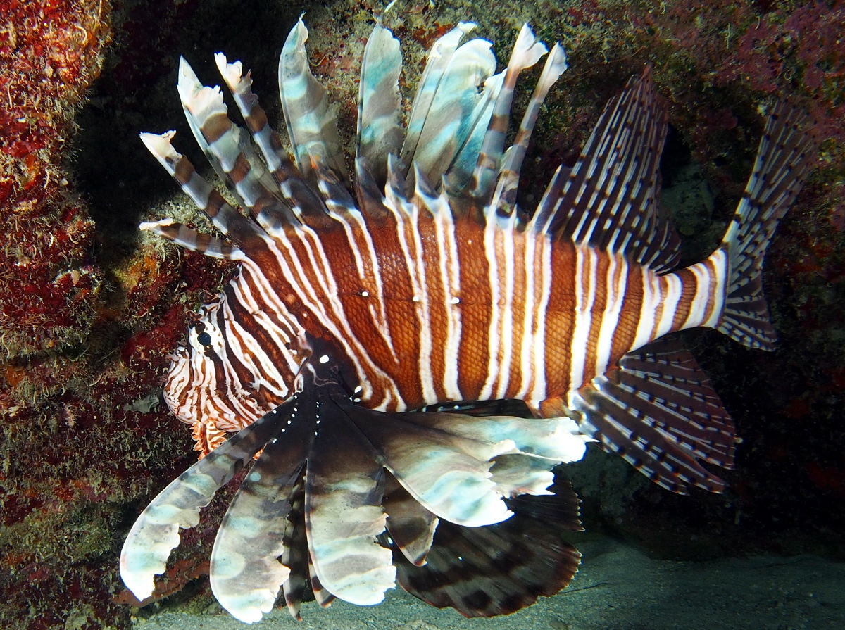 Red Lionfish - Pterois volitans