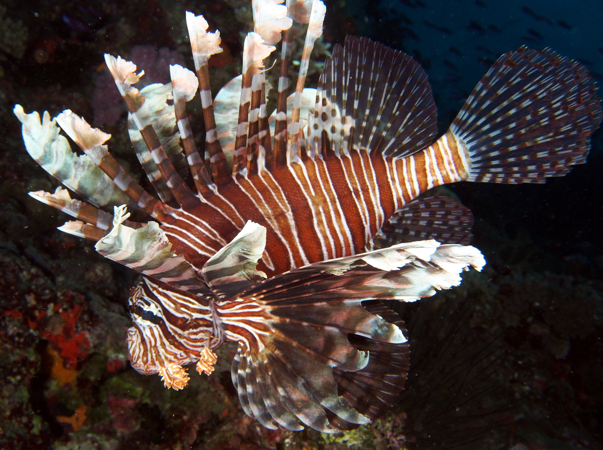 Red Lionfish - Pterois volitans