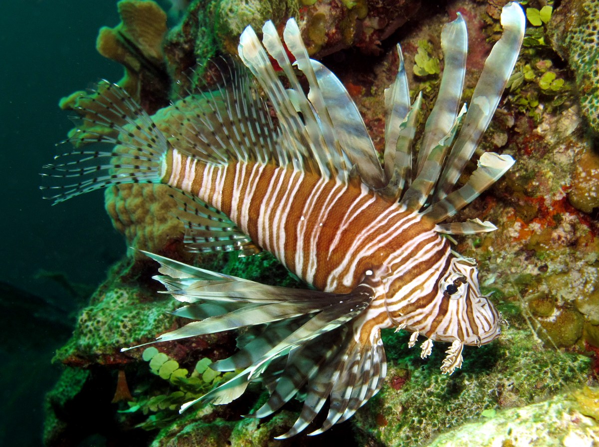 Red Lionfish - Pterois volitans