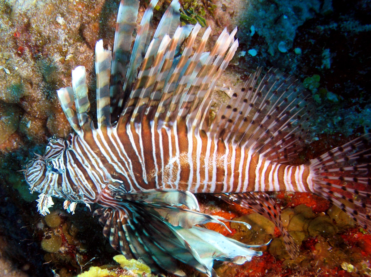 Red Lionfish - Pterois volitans