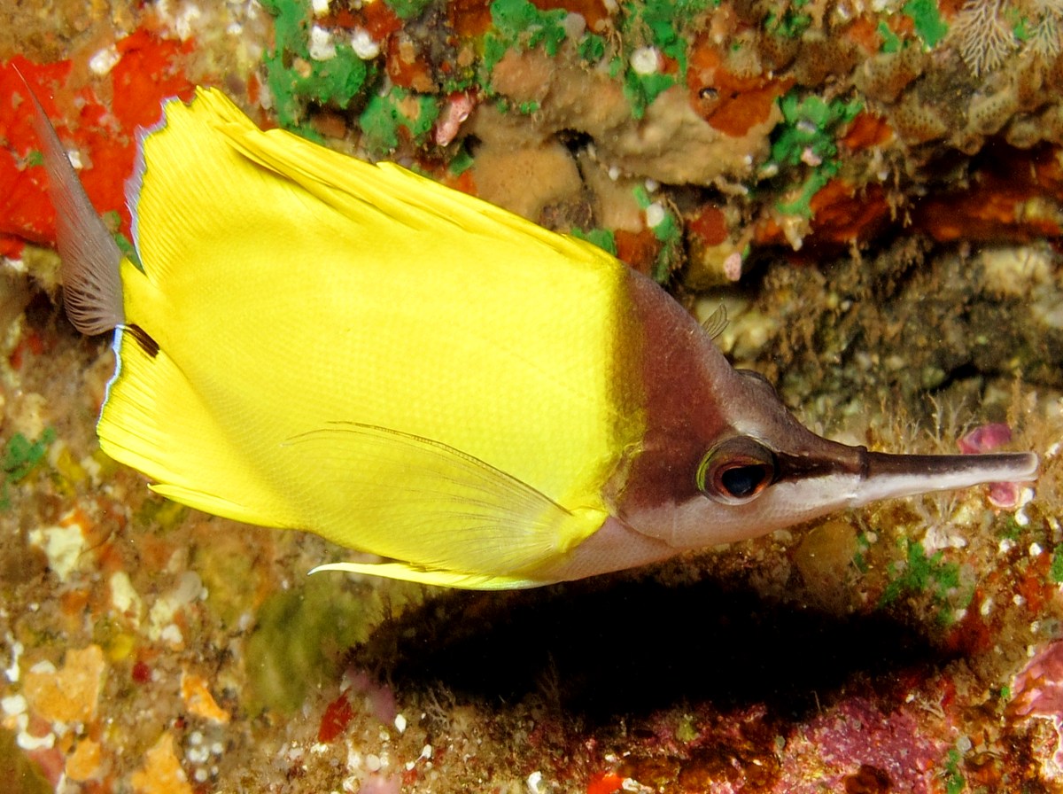 Longnose Butterflyfish - Forcipiger flavissimus