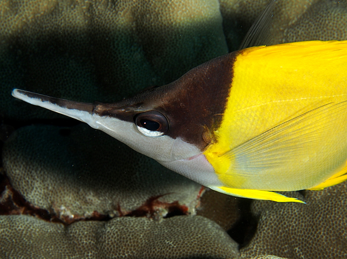 Longnose Butterflyfish - Forcipiger flavissimus