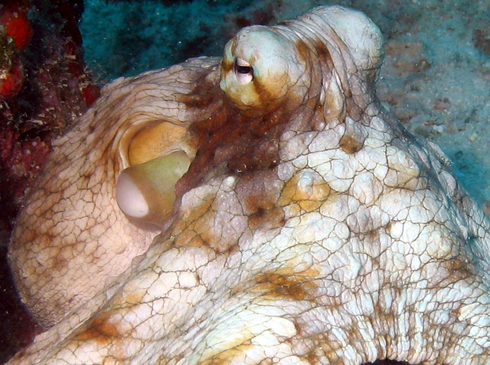 Common Octopus - Octopus vulgaris