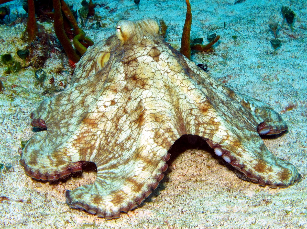 Common Octopus - Octopus vulgaris