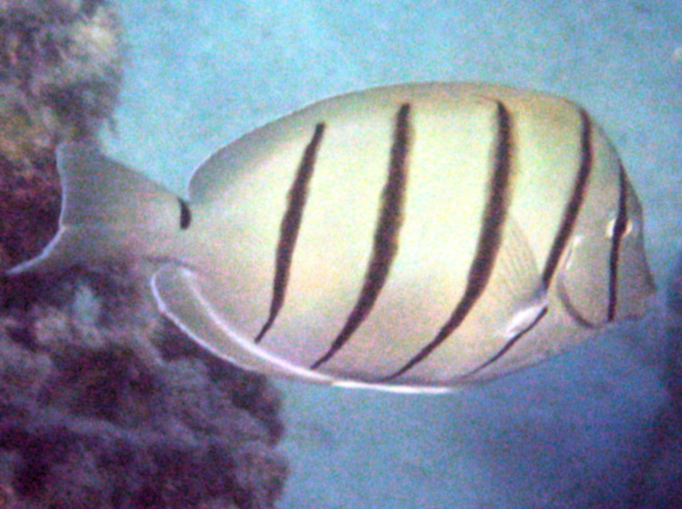 Convict Tang - Acanthurus triostegus