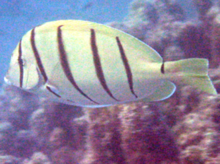 Convict Tang - Acanthurus triostegus