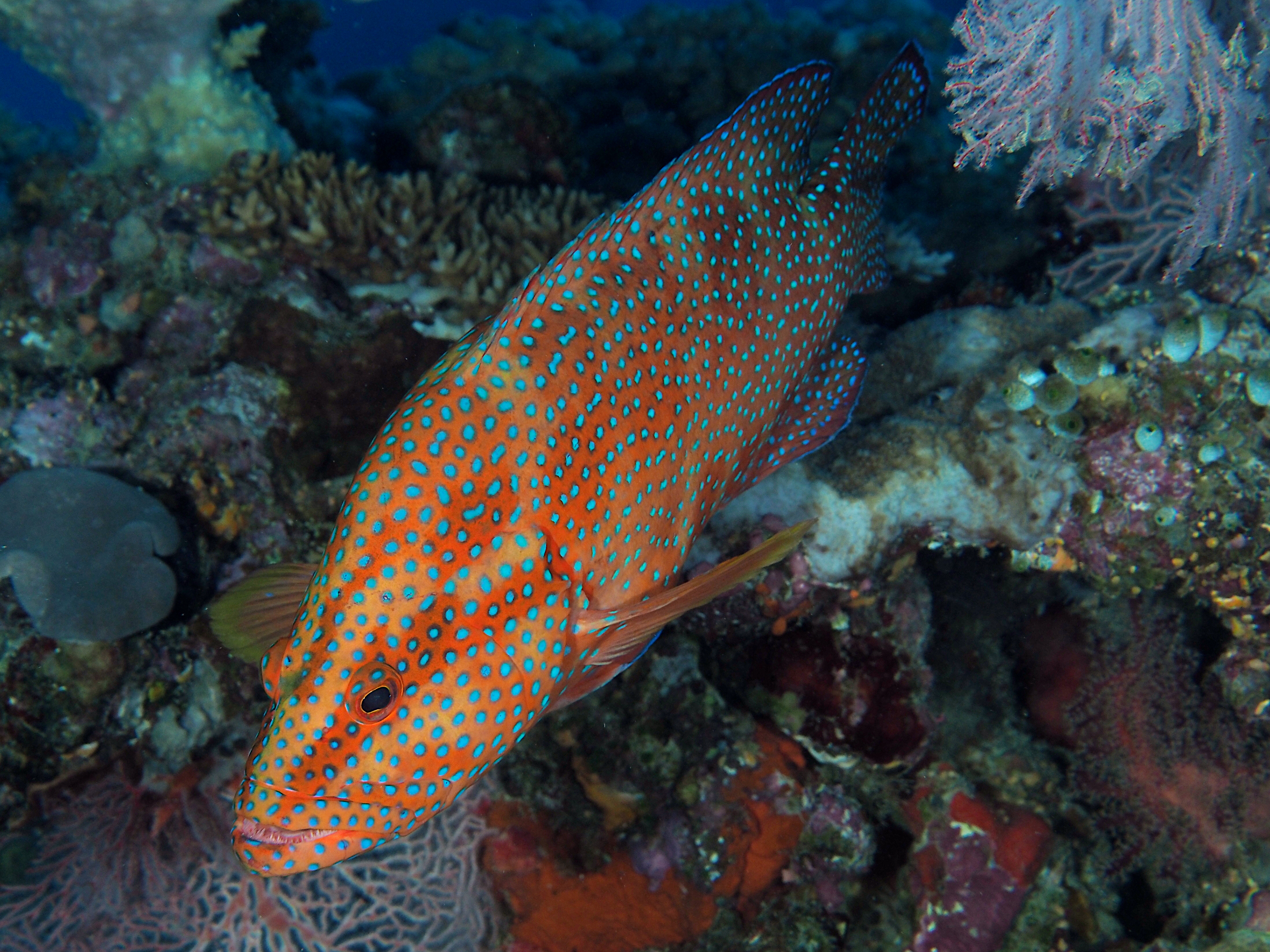 Coral Grouper - Cephalopholis miniata