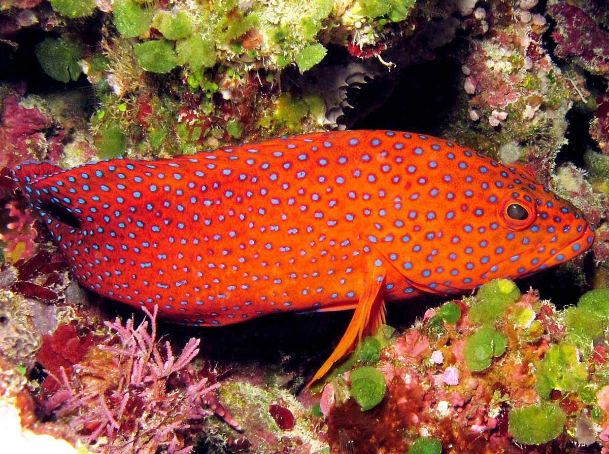 Coral Grouper - Cephalopholis miniata