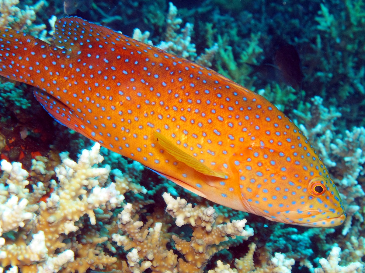 Coral Grouper - Cephalopholis miniata