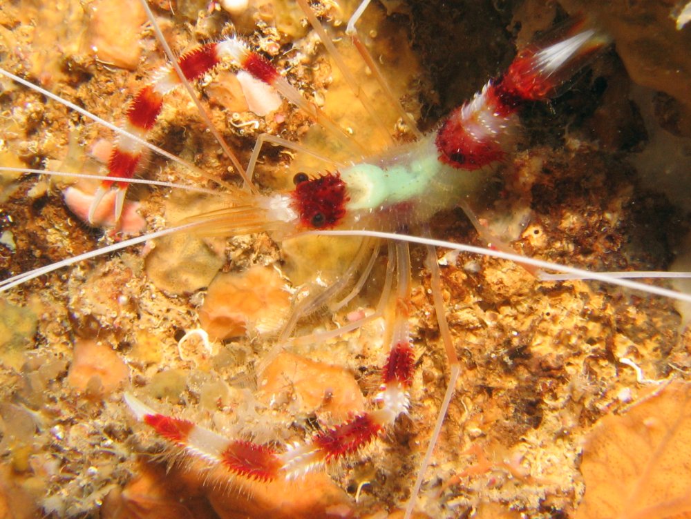 Banded Coral Shrimp - Stenopus hispidus
