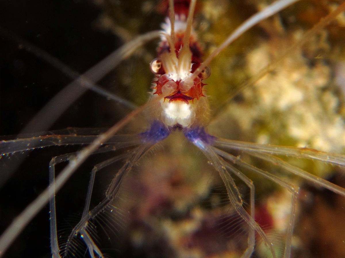 Banded Coral Shrimp - Stenopus hispidus