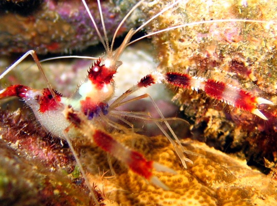 Banded Coral Shrimp - Stenopus hispidus