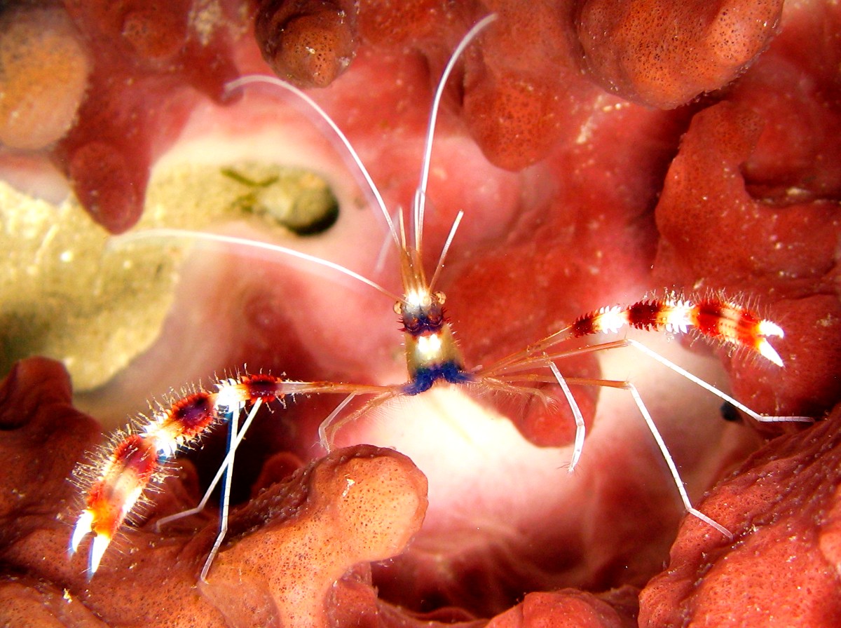 Banded Coral Shrimp - Stenopus hispidus