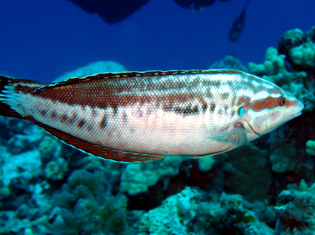 Yellowstripe Coris - Coris flavovittata - Big Island, Hawaii