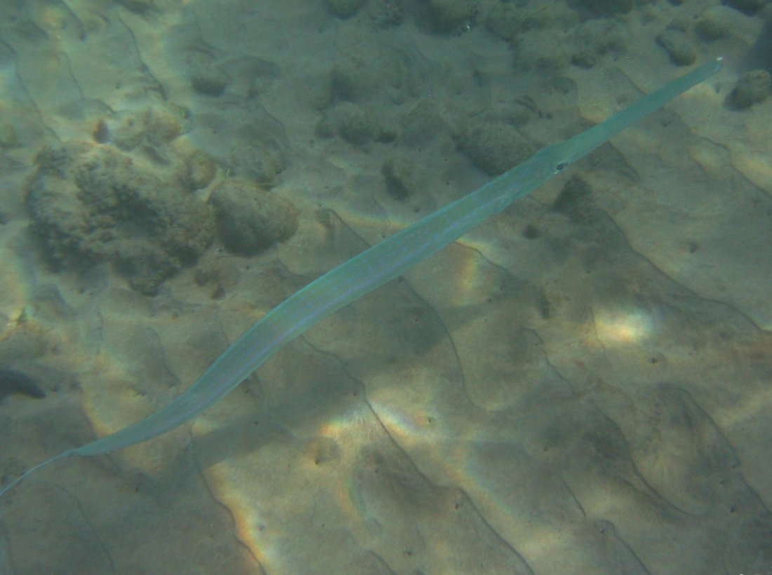 Bluespotted Cornetfish - Fistularia commersonii