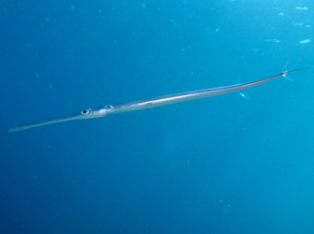 Bluespotted Cornetfish - Fistularia commersonii