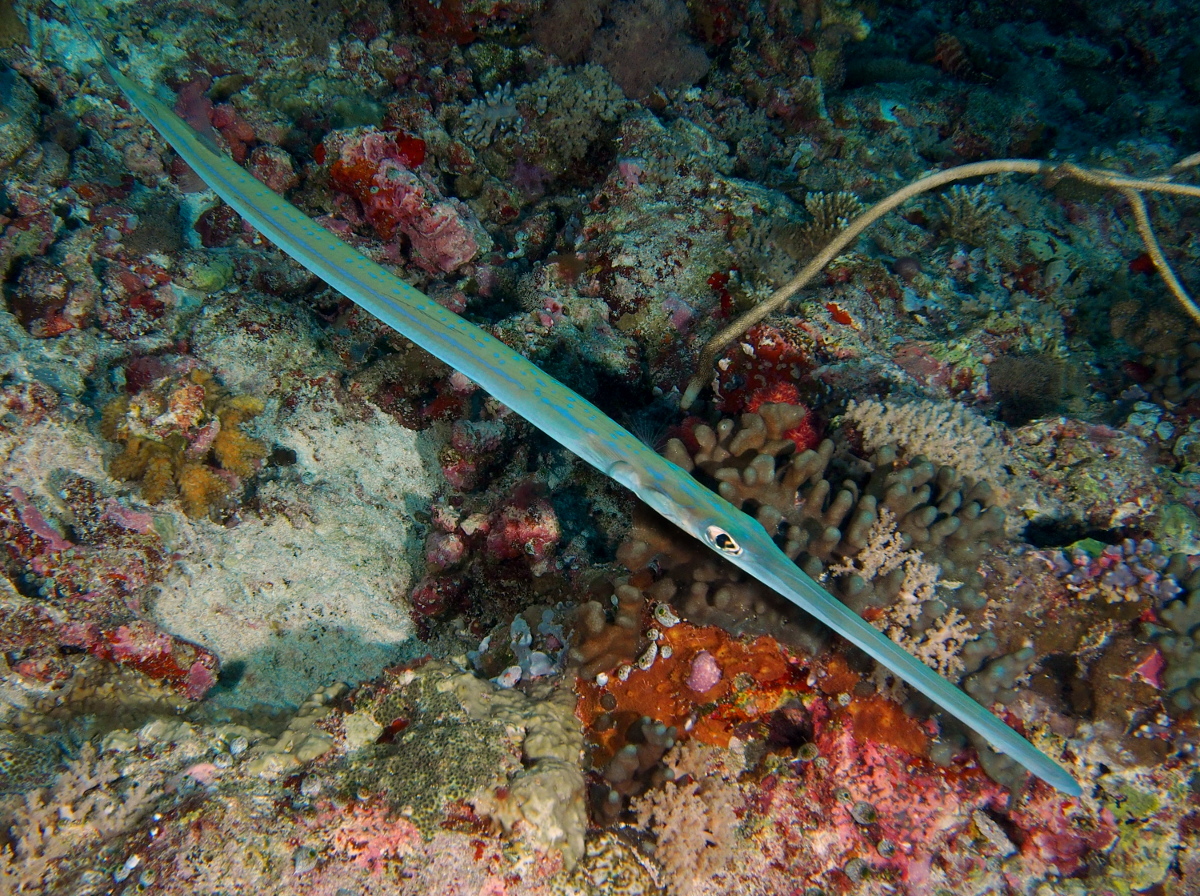Bluespotted Cornetfish - Fistularia commersonii