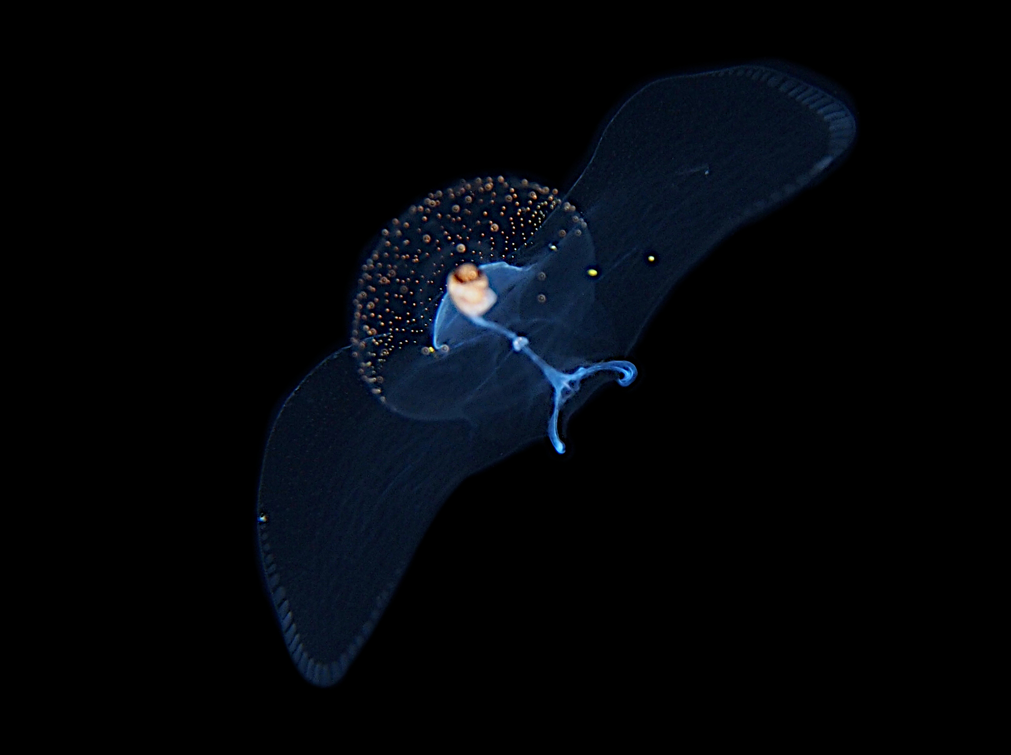 Corolla spectabilis - Corolla spectabilis