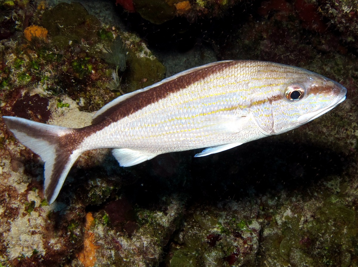 Cottonwick - Haemulon melanurum