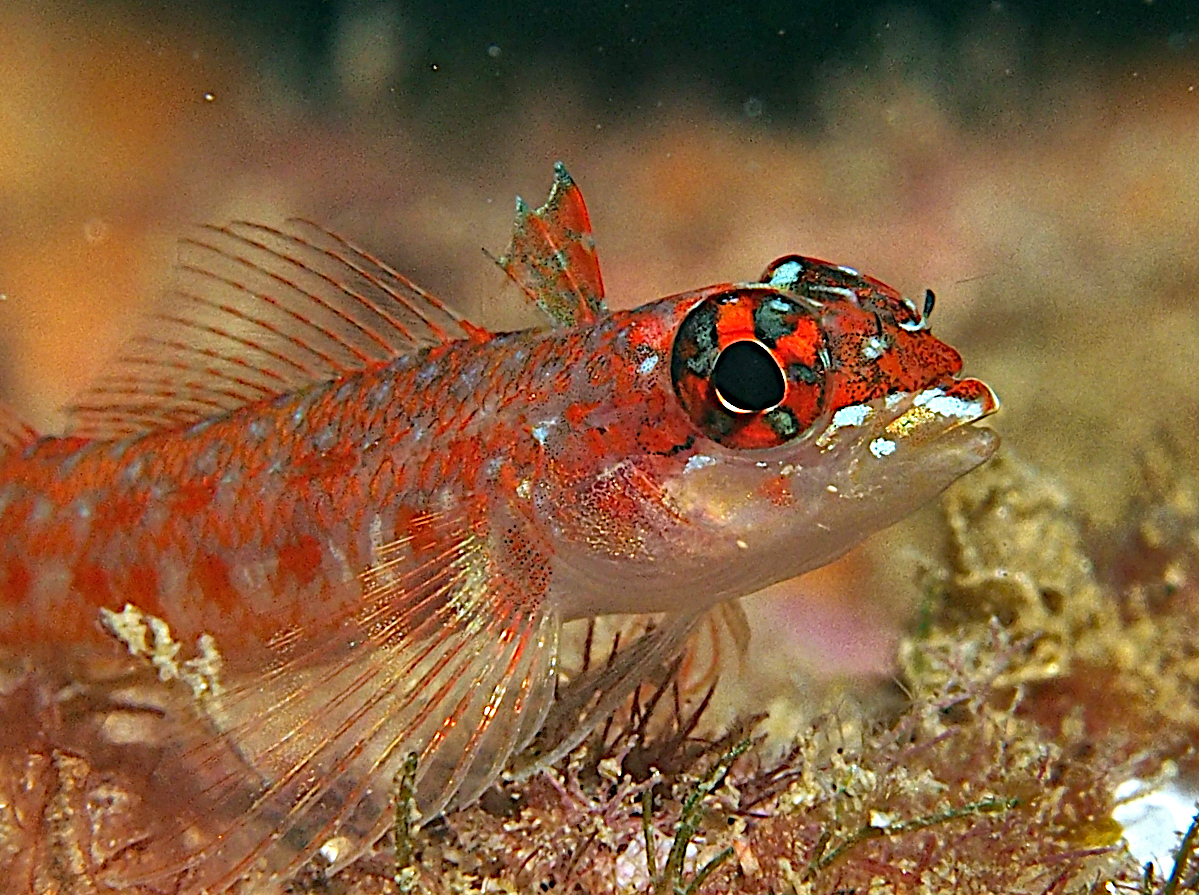 Lizard Triplefin - Crocodilichthys gracilis