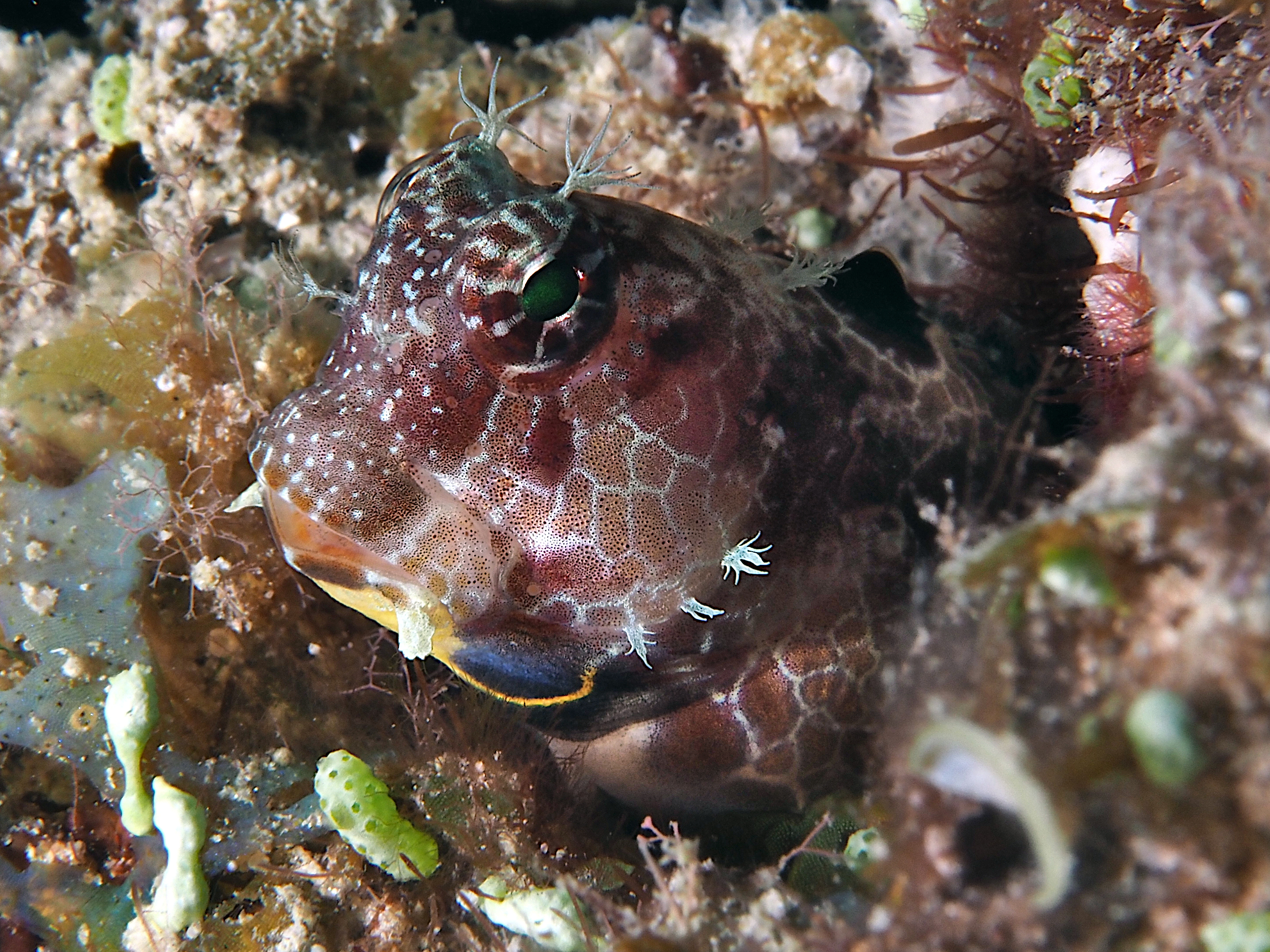 Triplespot Blenny - Crossosalarias macrospilus