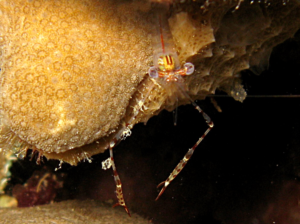 Spotted-Arm Cuapetes Shrimp - Cuapetes lacertae