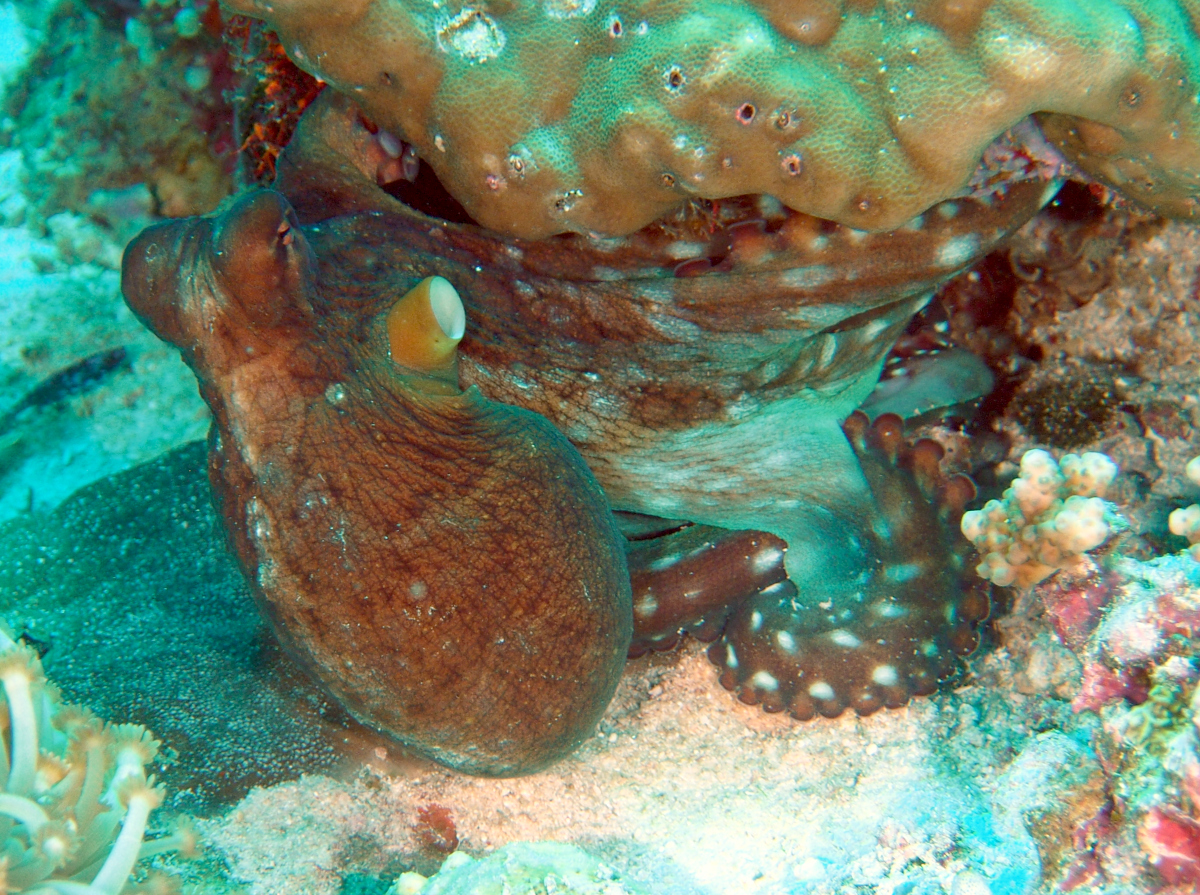 Day Octopus - Octopus cyanea