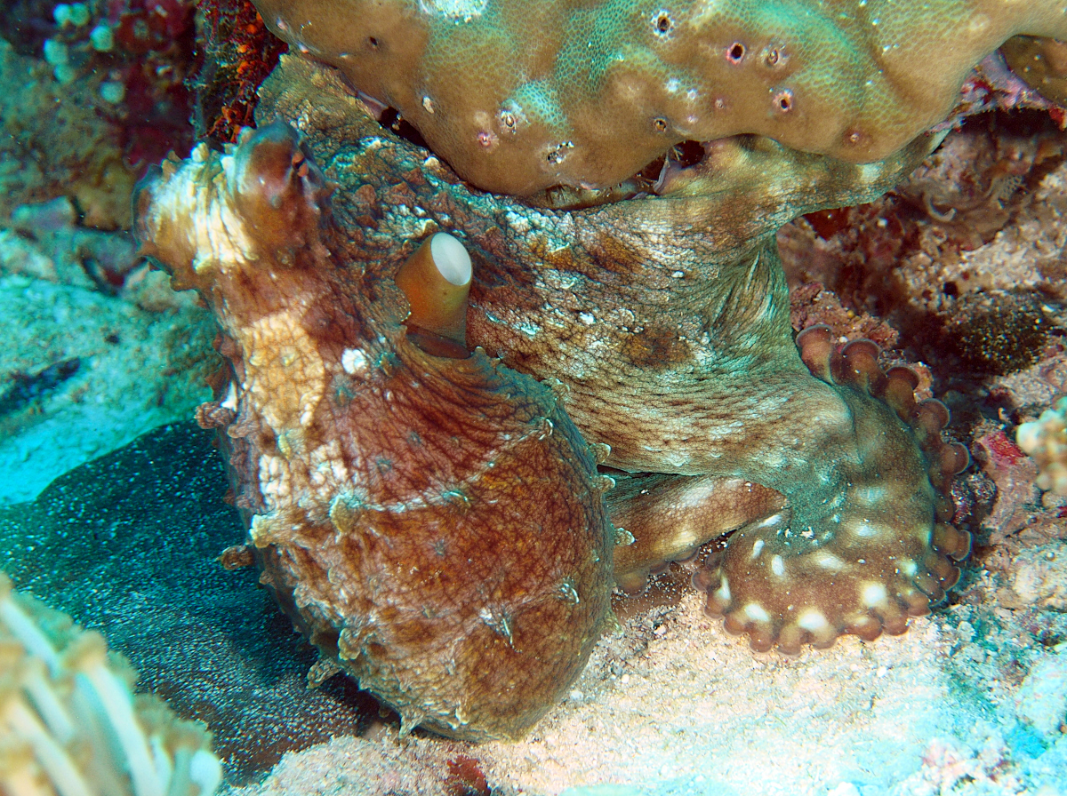 Day Octopus - Octopus cyanea