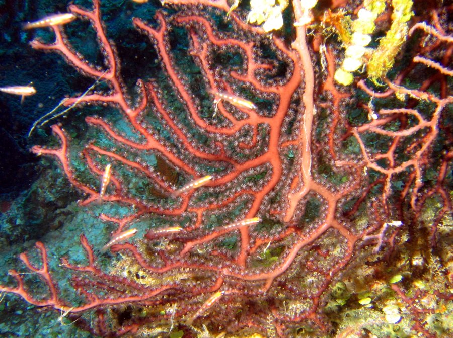 Deepwater Sea Fan - Iciligorgia schrammi
