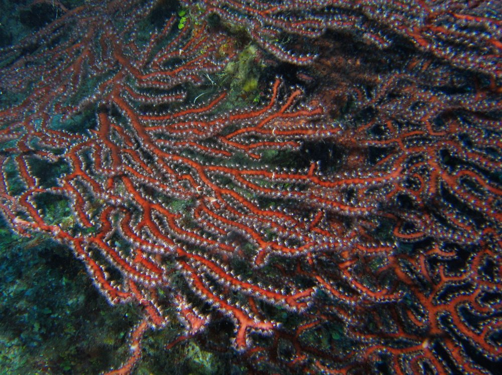 Deepwater Sea Fan - Iciligorgia schrammi