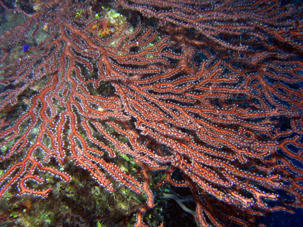 Deepwater Sea Fan - Iciligorgia schrammi