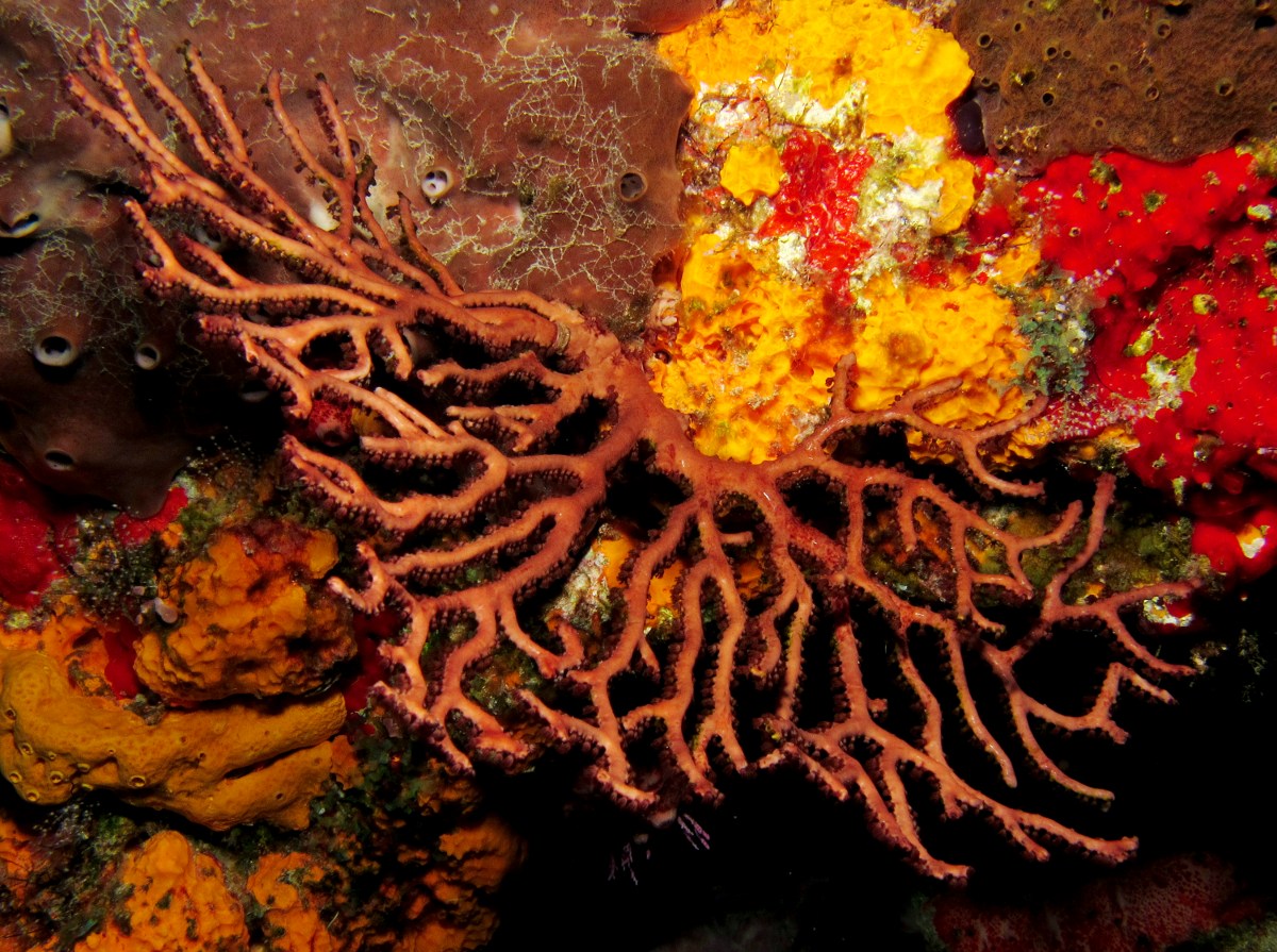 Deepwater Sea Fan - Iciligorgia schrammi