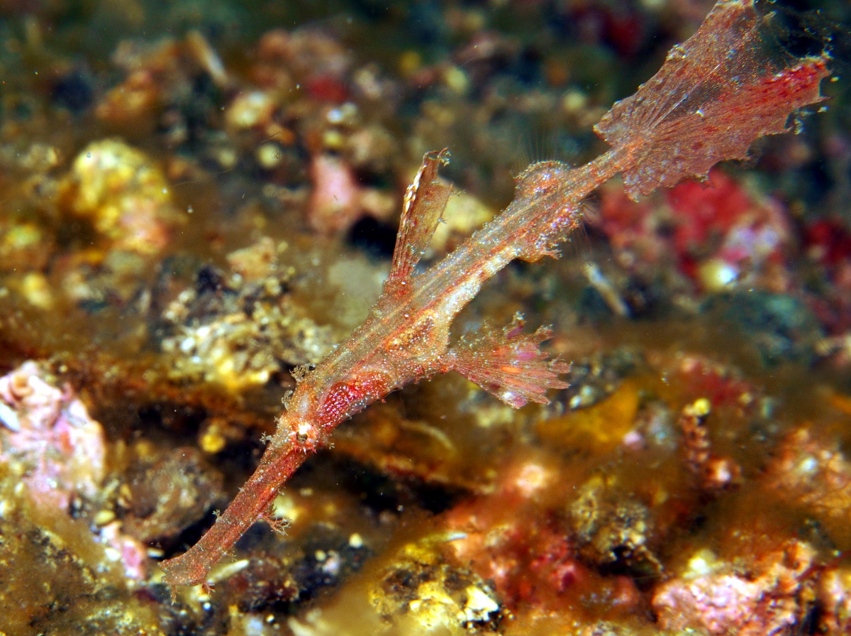 Delicate Ghost Pipefish - Solenostomus leptosoma