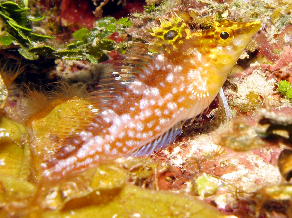 Diamond Blenny - Malacoctenus boehlkei