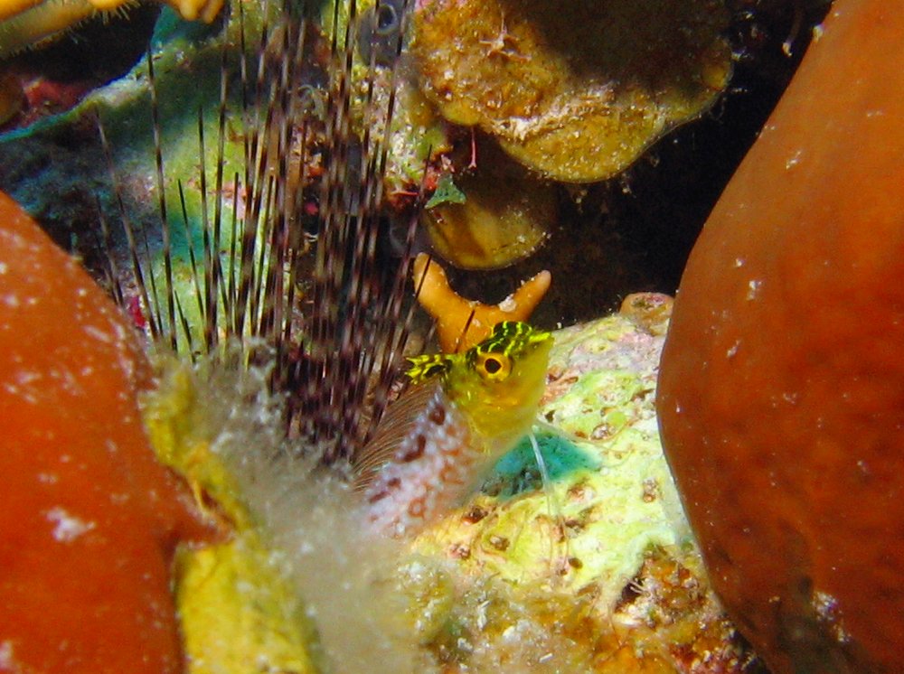 Diamond Blenny - Malacoctenus boehlkei