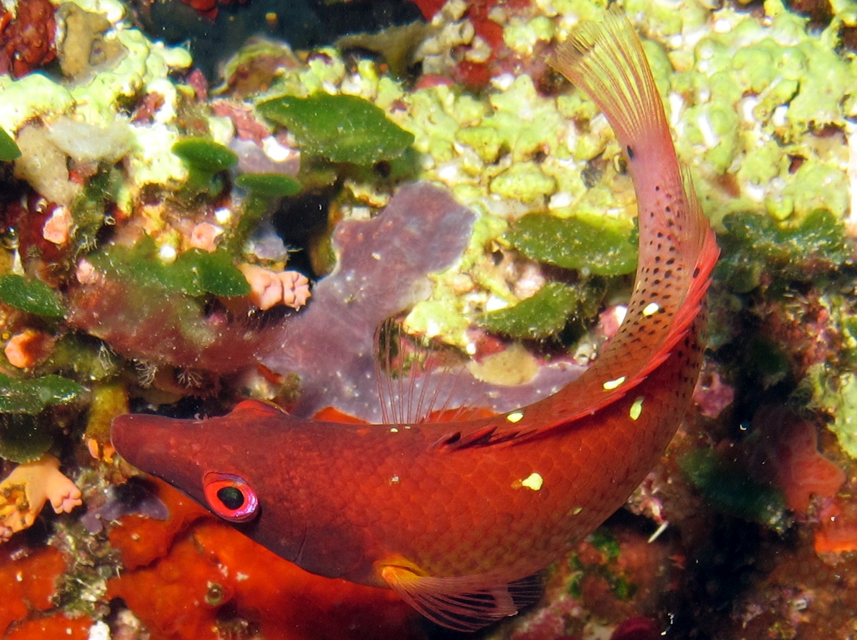 Diana's Hogfish - Bodianus diana