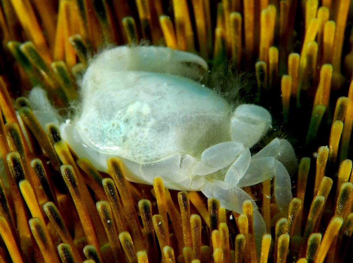 Heart Urchin Pea Crab - Dissodactylus primitivus