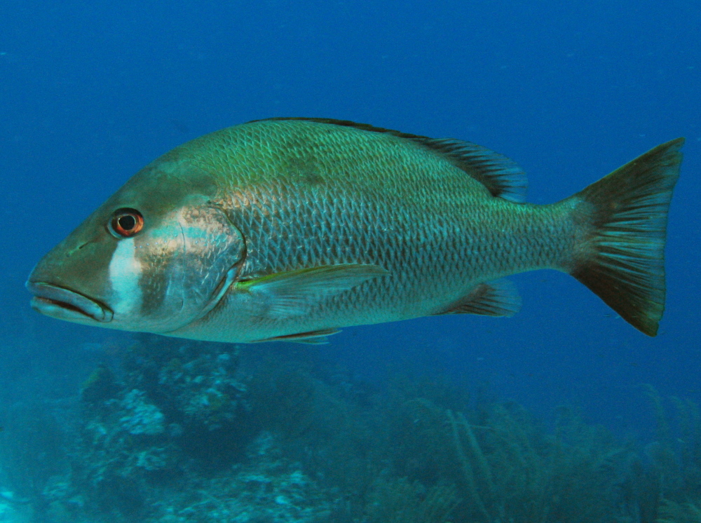 Dog Snapper - Lutjanus jocu