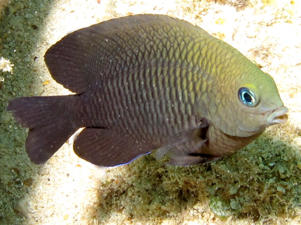 Dusky Damselfish - Stegastes adustus